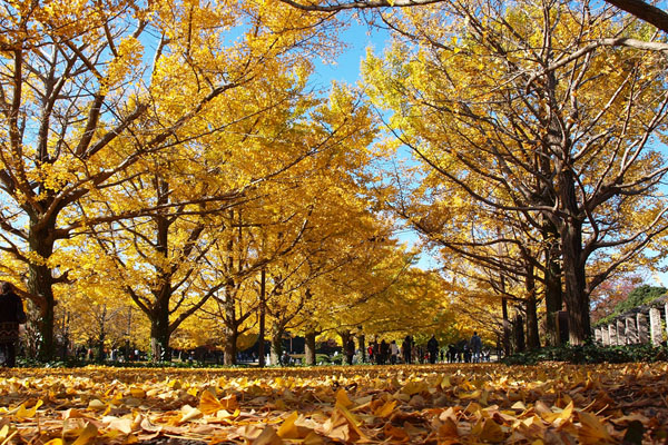 昭和公園，金黃色的銀杏世界，租台單車悠遊其中是最好的旅行方式。(圖片來源／ztopics）