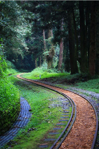 搭乘阿里山森鐵享受一路鬱鬱森森的山林景色。（圖片來源／阿里山國家森林遊樂區）