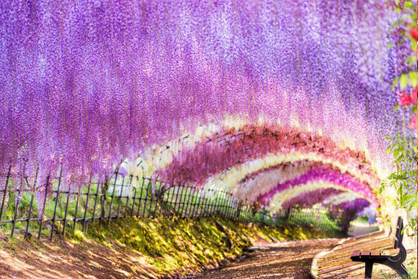 河內藤園紫藤隧道。（圖片來源／retrip）