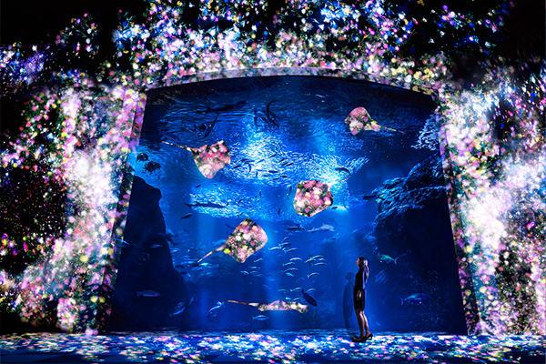 新江丿島水族館與日本Teamlab公司合作打造的「花與魚」數位裝置藝術作品。(圖片來源／designboom）
