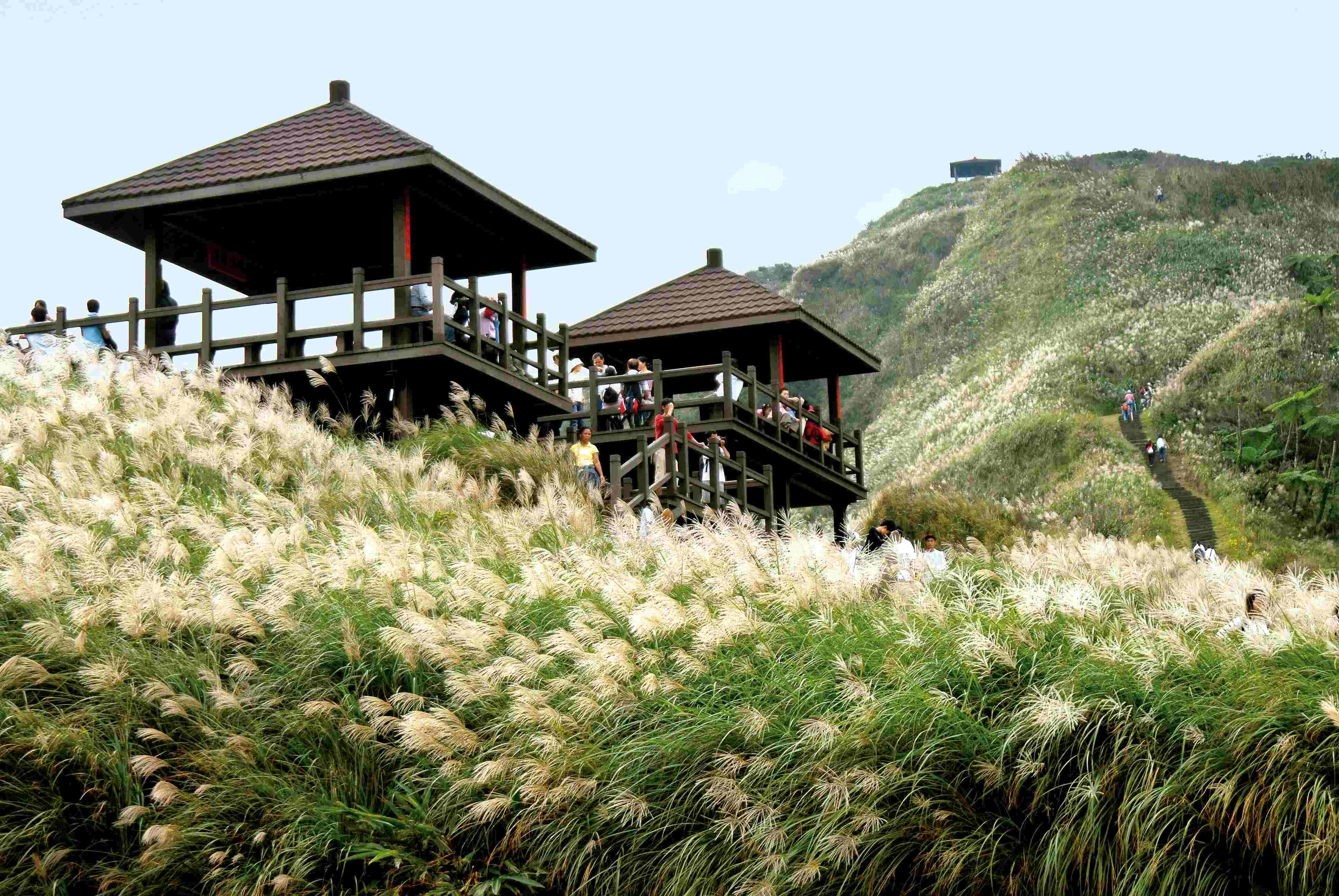 草嶺古道上芒花翻飛，隨風搖曳生姿。（圖片提供／東北角暨宜蘭海岸國家風管處）