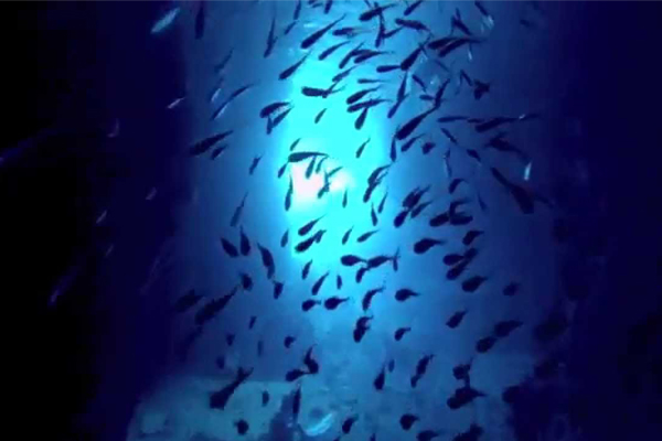 豐富的海底生物。（圖片來源／youtube）