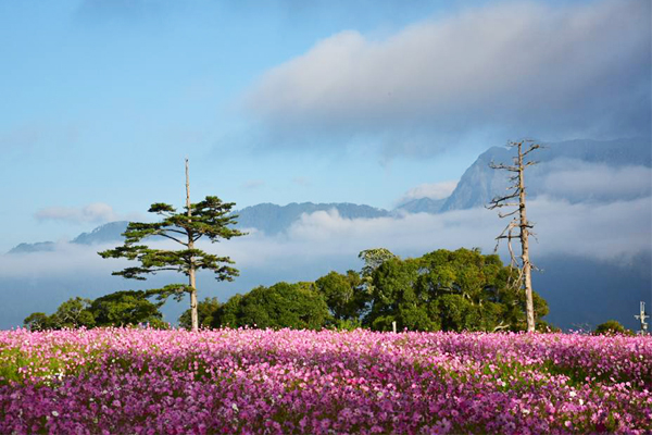 福壽山波斯菊花海還有雲海、青山與樹林相襯。(圖片來源／福壽山農場粉絲團）