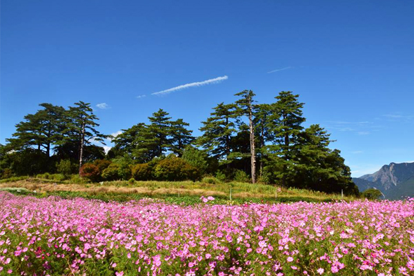 直至10中旬，遊客都能欣賞波斯菊花海美景。(圖片來源／福壽山農場粉絲團）