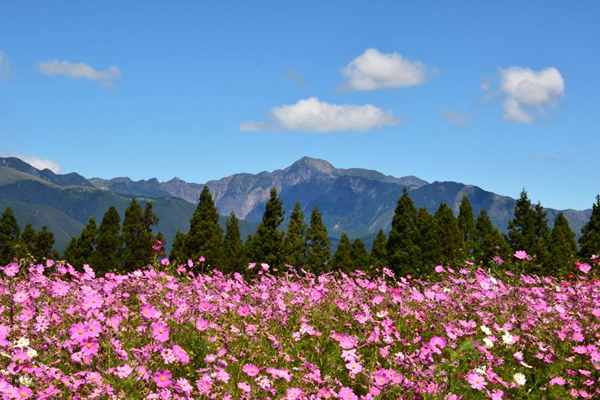 直至10中旬，遊客都能欣賞波斯菊花海美景。(圖片來源／福壽山農場粉絲團）