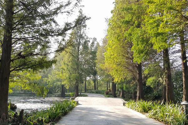 落羽松並木夾道，有種置身歐洲的錯覺。(圖片來源／菁芳園-TenwayGarden)