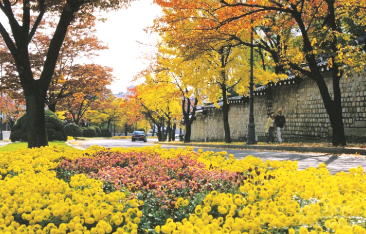 三清洞銀杏道景點綴古厝與城市。(圖片來源／wowseoul）