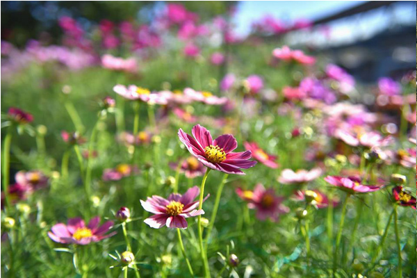 波斯菊花海正盛開。（圖片來源／とっとり花回廊）