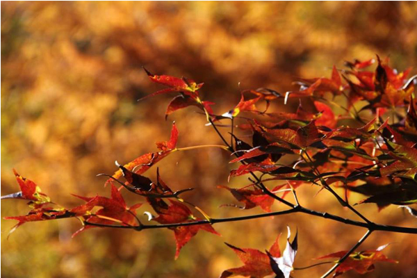 雖還沒有正式進入楓紅期，園內已有少數幾株楓香捎來秋色。（圖片來源／武陵農場）