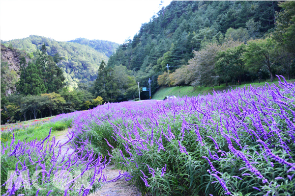 農場入口處，大片紫色的花海顏色動人。（圖片提供／武陵農場）