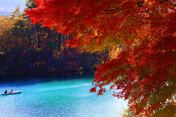 湛藍的湖水與鮮紅的楓葉相互映襯。（圖片來源／福島奥座敷翡翠の里 御宿かわせみ）