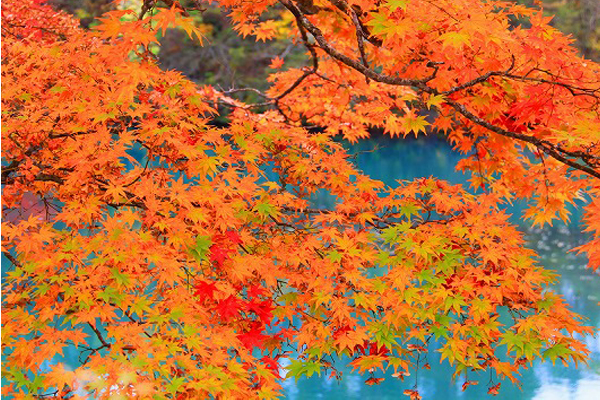 優雅的楓葉，是最能代表秋天的風景。（圖片來源／福島奥座敷翡翠の里 御宿かわせみ）