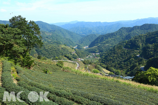 坪林為文山包種茶的主要產地之一。（圖片提供／新北市政府）