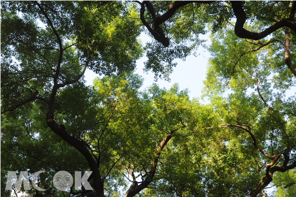 敦化南路上的台灣欒樹綻放，呈現不一樣的秋意美景。(攝影／MOOK景點家廖啟佑）