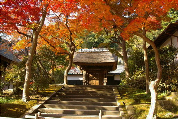 秋天玩鎌倉這8間寺廟賞紅葉最好。（圖片來源／retrip）