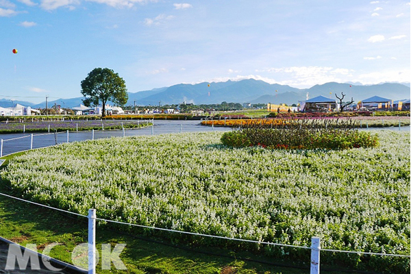 新社大面積的花海編織出浪漫花毯，是入秋親子旅遊、情侶出遊的人氣地點。（圖片來源／新社花海）