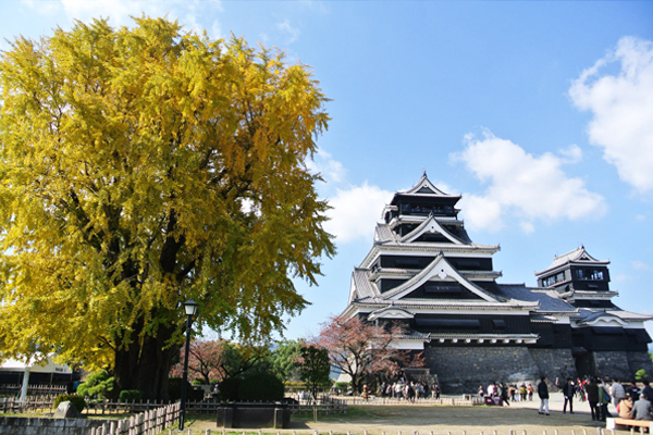 熊本城每到秋季時，都會被銀杏葉染上大片金黃。（圖片來源／kumamoto-icb）