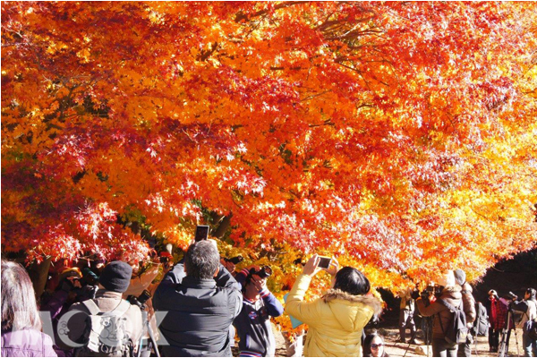 秋天的福壽山旅人如織，大家都想來一睹美麗楓葉風采。（圖片提供／退輔會）