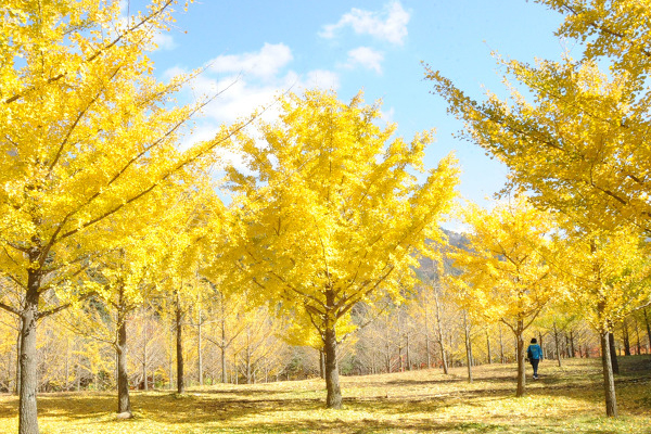 邁入十月下旬，金黃銀杏滿天，無處不散發奇幻氛圍。(圖片來源／choiseunghyun）