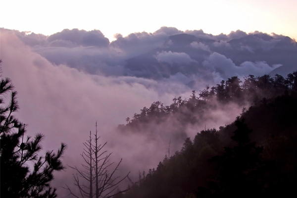 大雪山森林遊樂區處於雲霧帶，雲海波濤是常有的美麗景色。(圖片來源／行政院林務局）