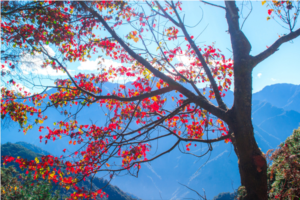 壯麗雲海在山巒間翻滾如山水畫一般。(圖片來源／行政院林務局）