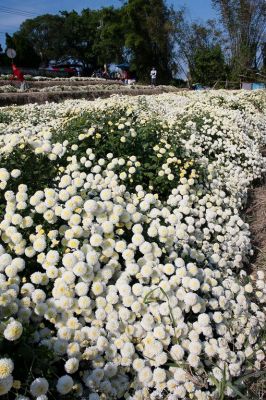 杭菊花期只到12月初，把握時間來銅鑼賞杭菊。(圖片來源／客家文化旅遊資訊網）