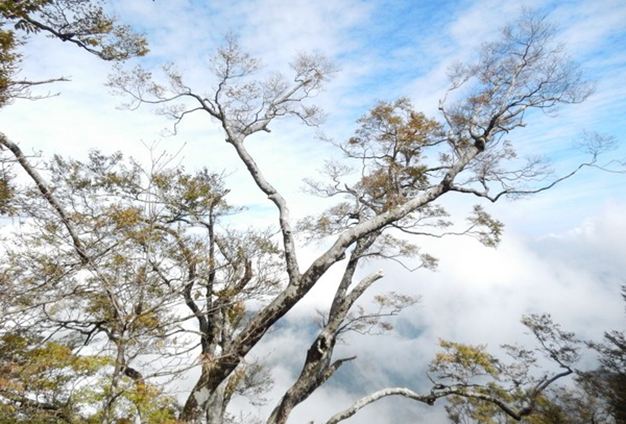 太平山國家森林遊樂區的山毛櫸，每年自10月中起至11月期間綠葉開始轉黃，模樣詩意優雅。(圖片來源／林務局）