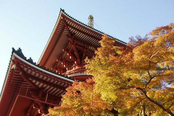 成田山公園銀杏景色與古寺相呼應別有一番風味。(圖片來源／retrip）