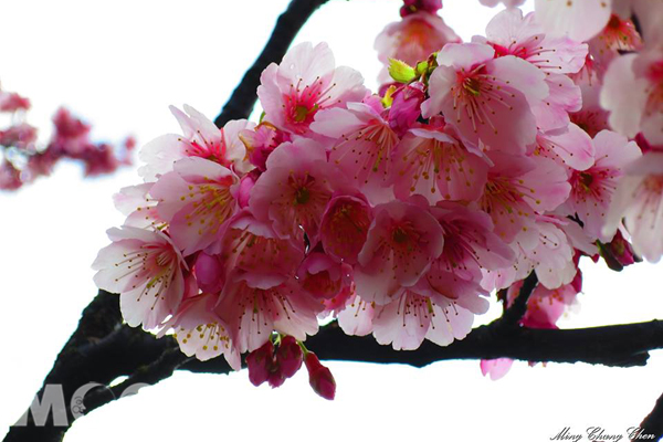 櫻花朵朵粉嫩嬌貴。（圖片提供／Ming Chang Chen）