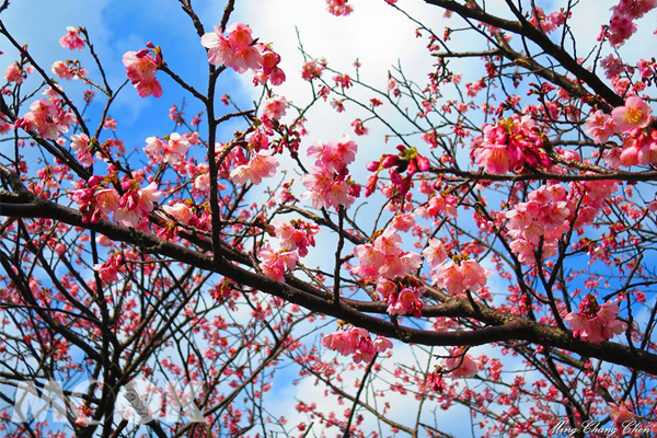 陽明山空氣清新，天空澄澈，朵朵小花看起來格外可愛。（圖片提供／Ming Chang Chen）
