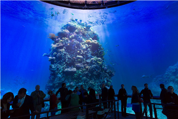 水底的光影動人彷彿正與水底的珊瑚礁與魚群來一場醉人的舞蹈般。（圖片來源／asisi 攝影／ Tom Schulze）