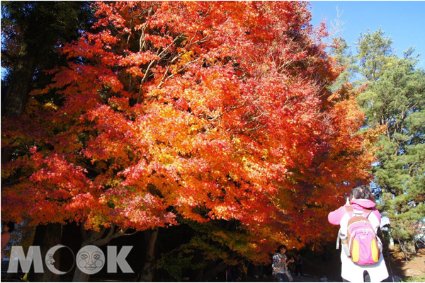 福壽山楓紅艷麗，每年都吸引了不少遊人趕緊前往捕捉最美秋色，圖為福壽山楓紅全盛期景色。（圖片提供／退輔會）