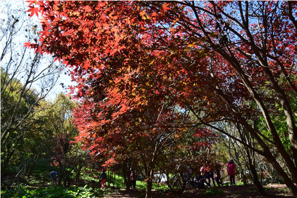 福壽山鴛鴦湖楓葉紅了，即日起至11月中旬都為楓紅期，拍攝日期10月25日。（圖片來源／福壽山農場粉絲團）