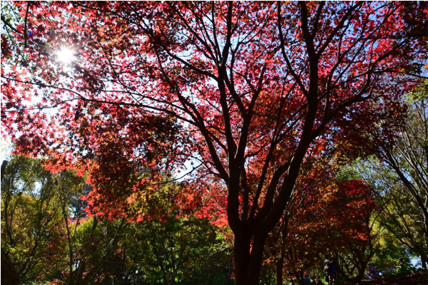 福壽山鴛鴦湖紫葉楓正轉艷紅，顏色正美，拍攝日期10月25日。（圖片來源／福壽山農場粉絲團）