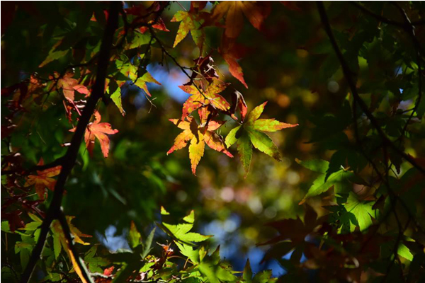 即日起至11月份來到福壽山都能欣賞楓紅景色，拍攝日期10月25日。（圖片來源／福壽山農場粉絲團）