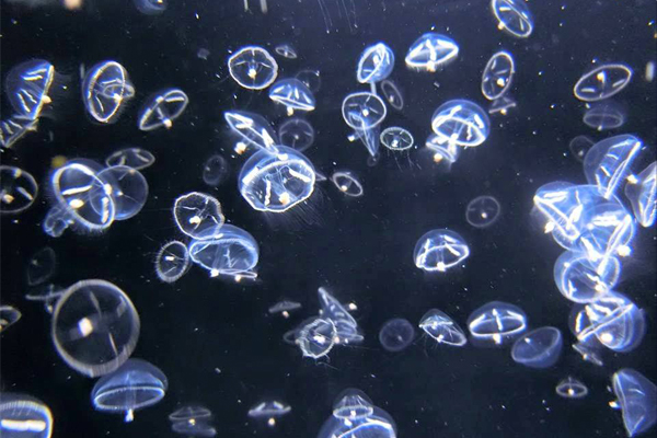 加茂水族館的水母種類堪稱世界第一。（圖片來源／鶴岡市立加茂水族館）