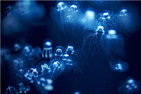 夢幻的水母在水中翩然起舞。（圖片來源／鶴岡市立加茂水族館）