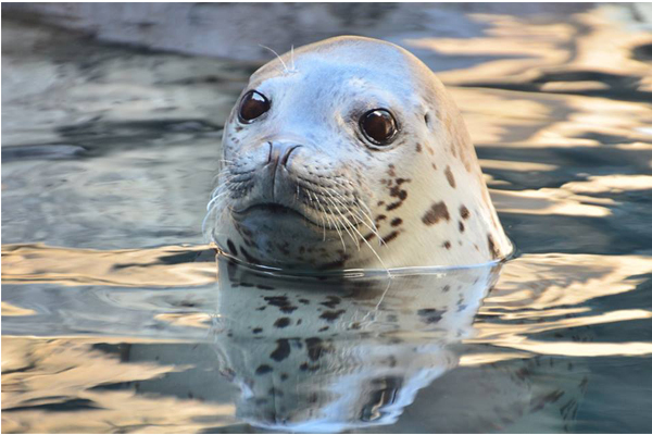 除了水母外，加茂水族館也有其他水中生物的展出。（圖片來源／鶴岡市立加茂水族館）