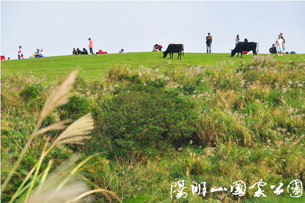 除了金包里大路外，其他如小油坑、大屯山頂、冷水坑、擎天崗等地區，也均能見到銀白色芒花花海景色。（圖片來源／陽明山國家公園）