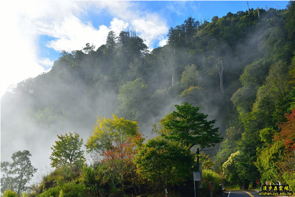 自10月中旬起至12月下旬，來到阿里山都能見到楓紅景色。(圖片提供／漫步在雲端的阿里山黃源明)