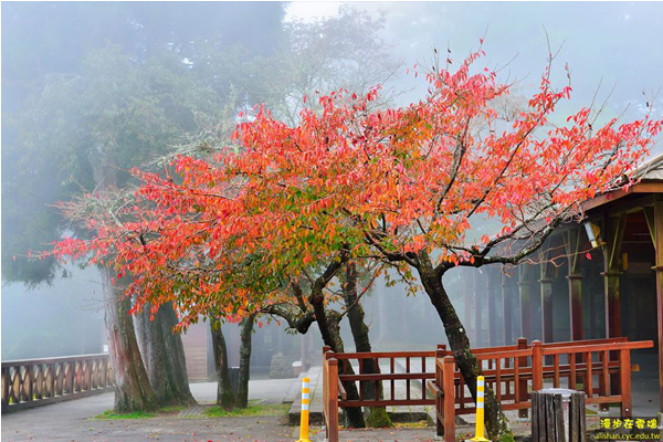 阿里山吉野櫻，也披上了大紅秋裝。(圖片提供／嘉義林管處)