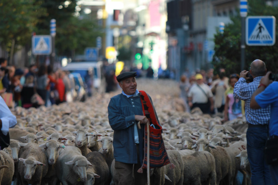 西班牙牧人將帶著羊群遷移路過馬德里市區。(圖片來源／planesconhijos）