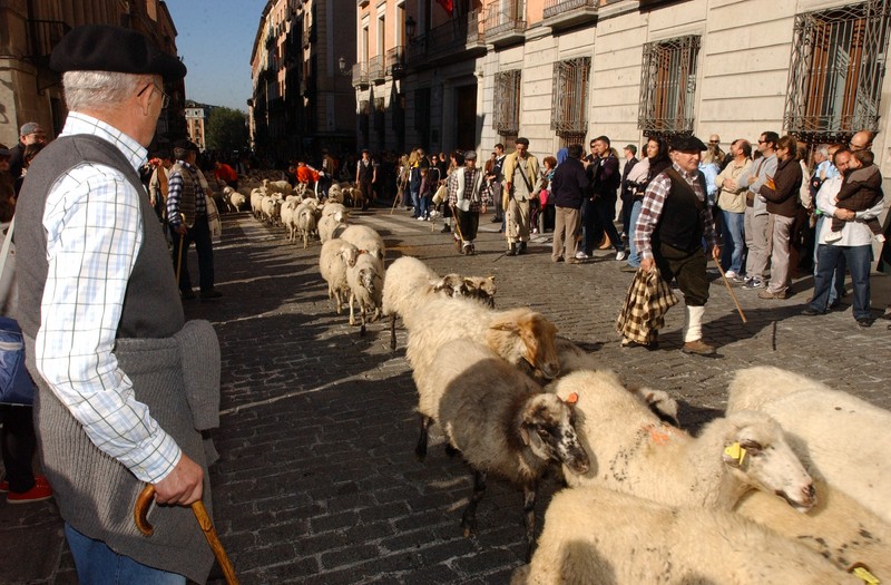 綿羊排著隊緩緩前進的模樣非常可愛。(圖片來源／magrama）
