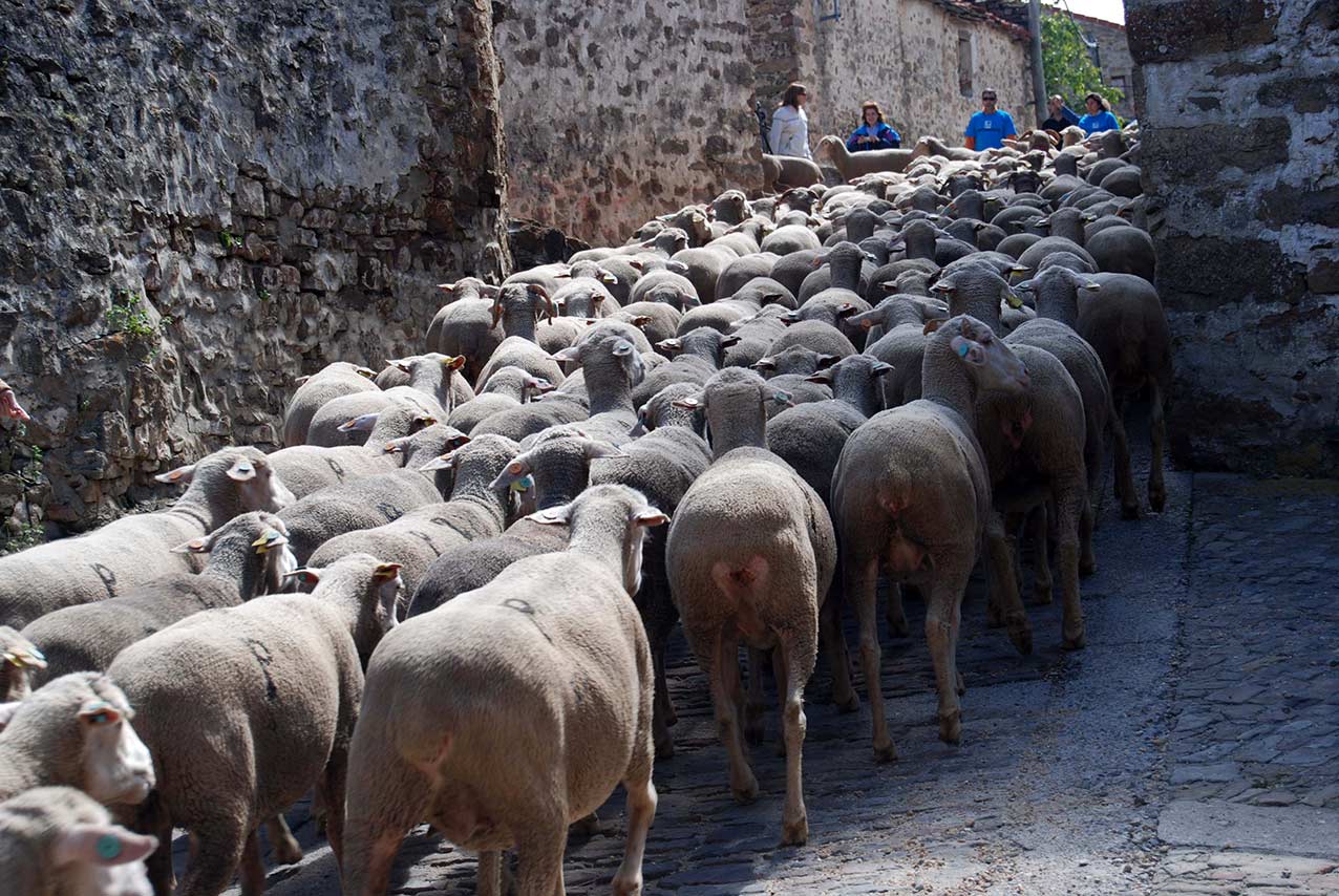路過的羊群像條綿羊河流般流過馬德里市區。(圖片來源／destinocastillayleon）