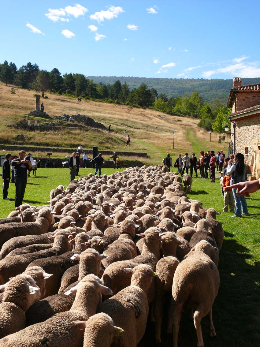 牧人們引著羊群走著移牧之路前行。(圖片來源／objetivorioja）