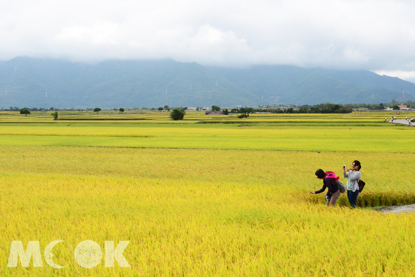 秋季，金黃色的稻米成為大自然所給予的最美風景。(攝影／MOOK景點家廖啟佑）