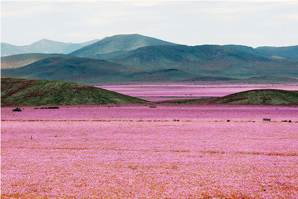 智利沙漠出現了大片花海景色。（圖片來源／boredpanda）