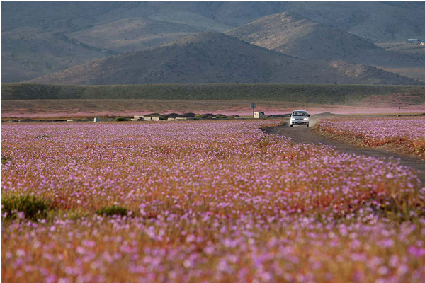 颶風帶來了豐沛的水氣，讓沙漠花朵遍地盛開。（圖片來源／boredpanda）