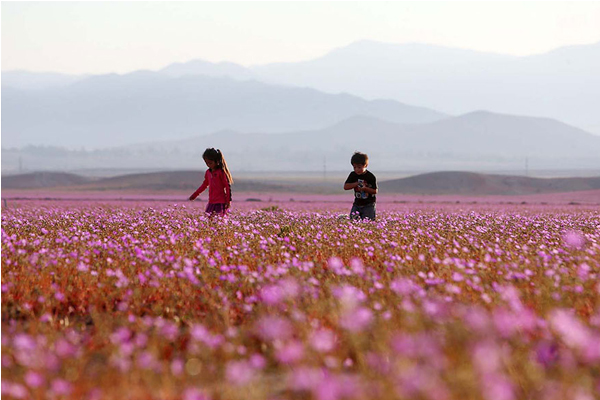 沙漠開花的奇特景色，吸引了不少觀光客前來。（圖片來源／boredpanda）