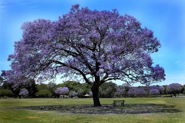 春天的昆士蘭是紫色的!(圖片來源／escaperestart）